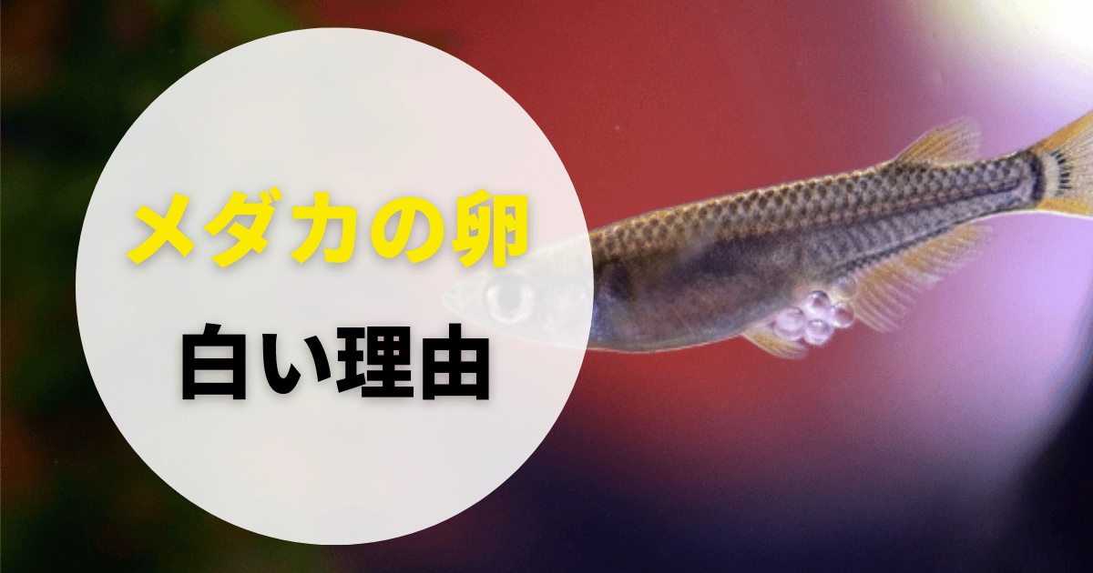 メダカの卵が白い理由と白くなる原因や白い膜/白いもやもやの正体