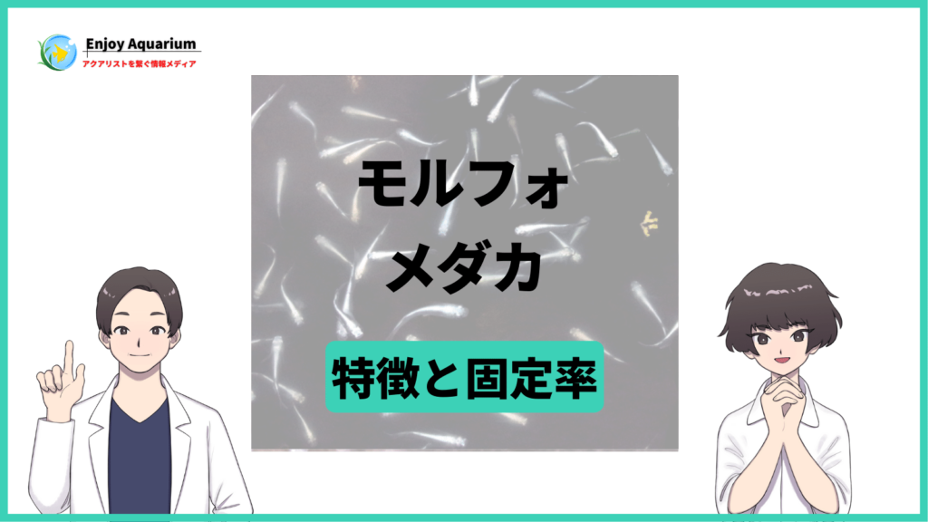 モルフォ(メダカ)の特徴や値段・固定率・販売箇所について