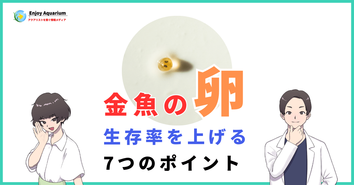 ​​金魚がたまごを産んだら絶対すべき生存率を上げる7つのポイント