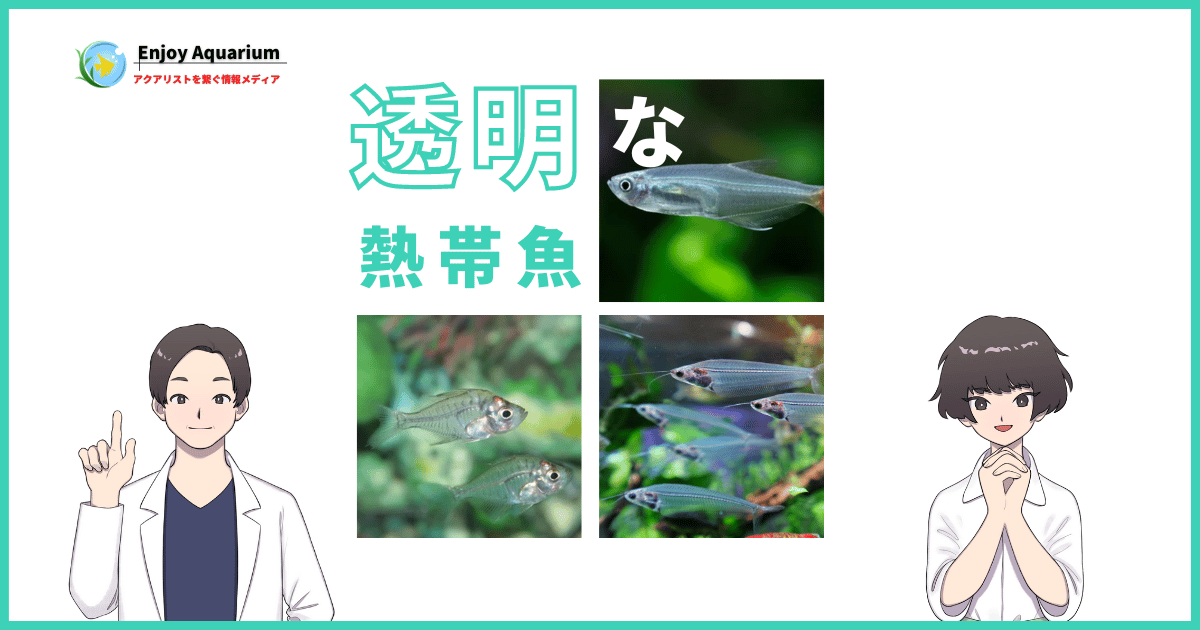 透明な熱帯魚