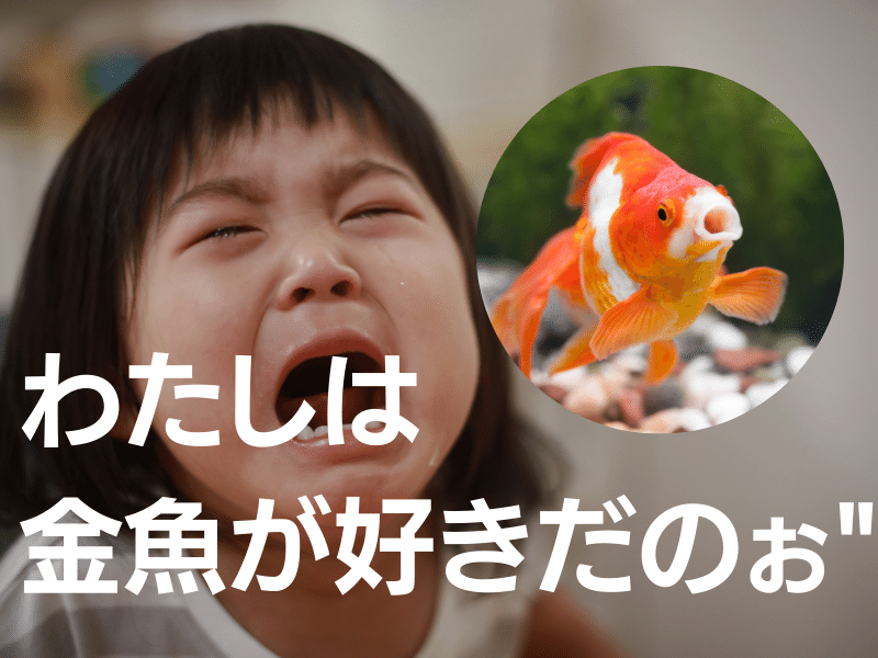 金魚が好き