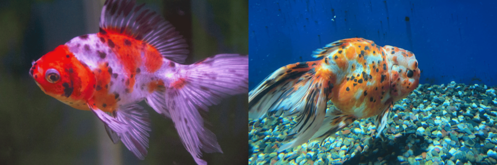 金魚の飼い方・ポンプなしのリスクと初心者が簡単に育てるコツ | アクアリウムTIPS「金魚の飼い方事典」