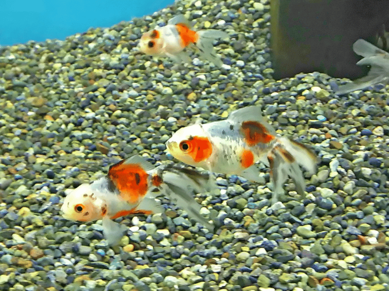 東錦(関東/五食/桜)の飼育と選び方や肉瘤がない金魚の原因と対策 | アクアリウムTIPS「金魚の飼い方事典」
