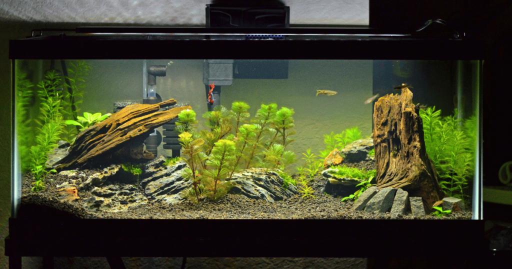 熱帯魚のライトはつけっぱなしで良い？点灯時間は6〜10時間が良い理由 ...